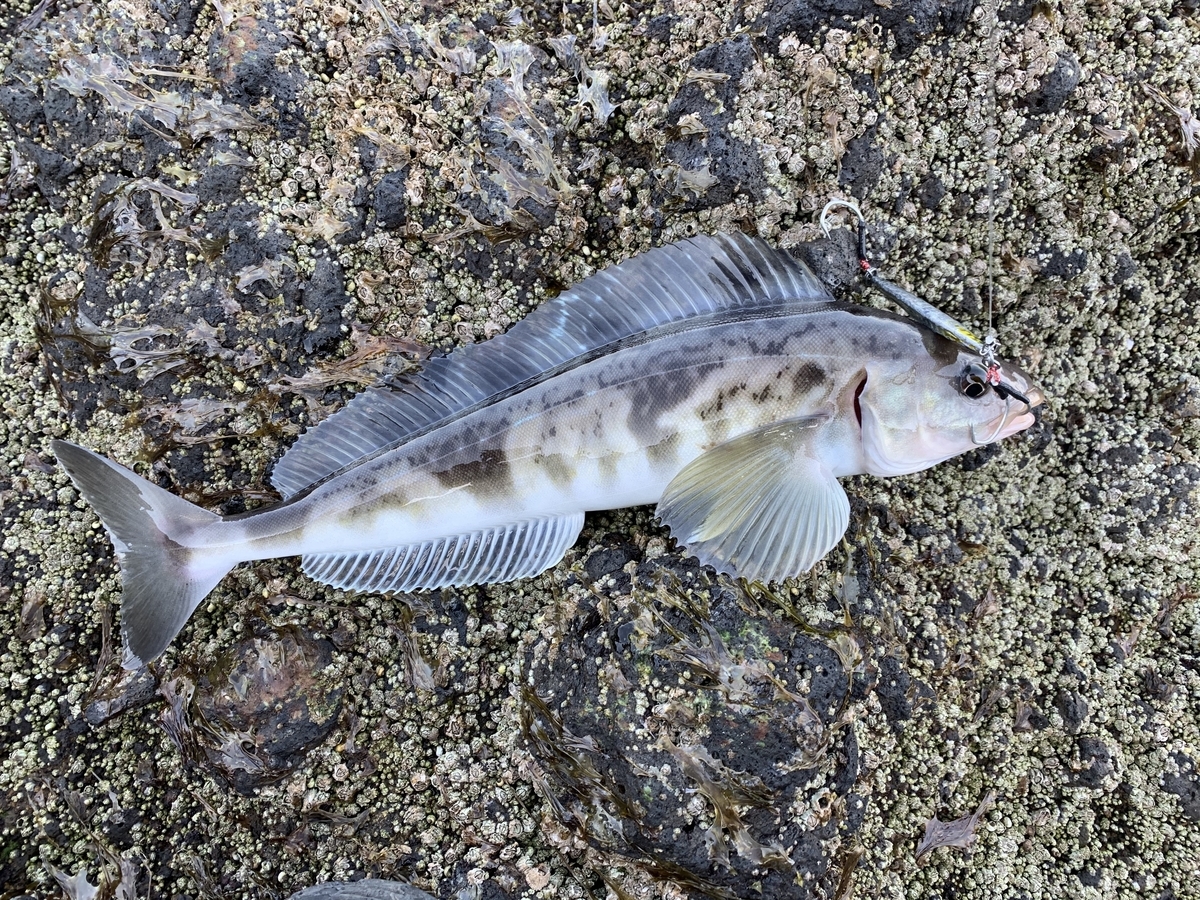 f:id:konosirus:20200402085130j:plain