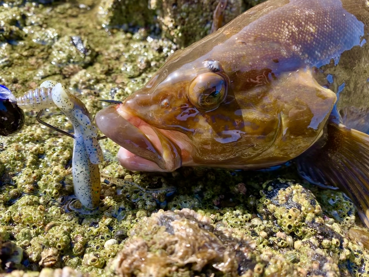 f:id:konosirus:20200402085257j:plain