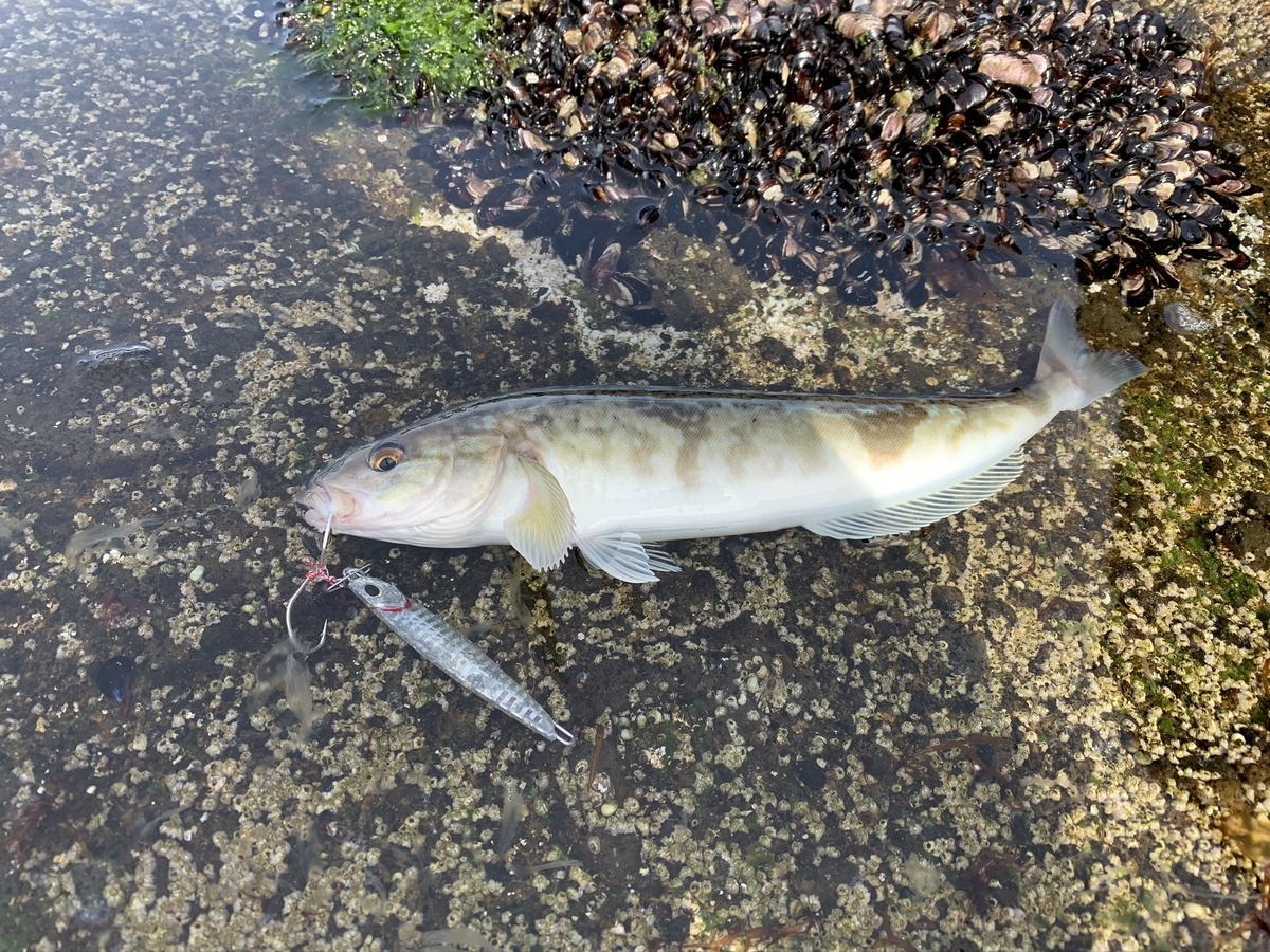 f:id:konosirus:20200402090953j:plain