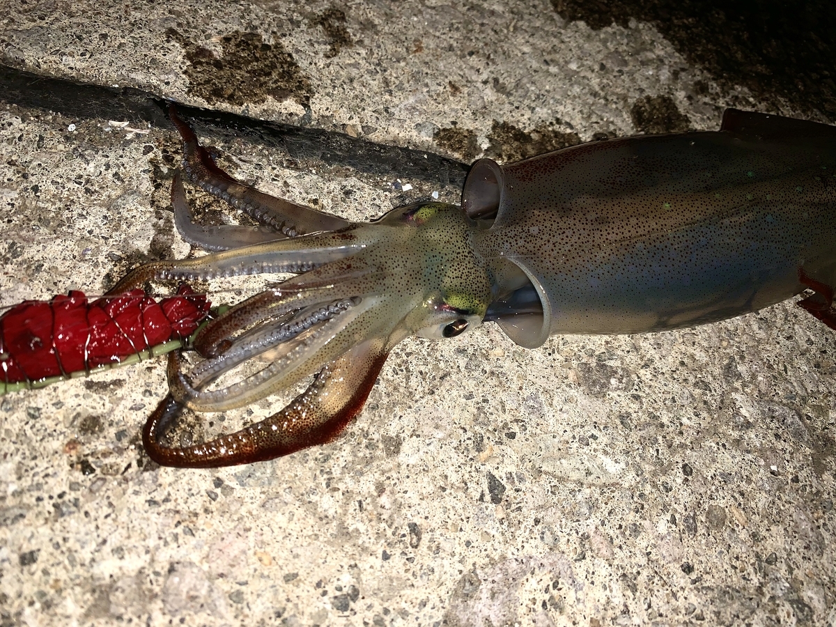 二夜連続ヤリイカ釣行 Konosirusの日記