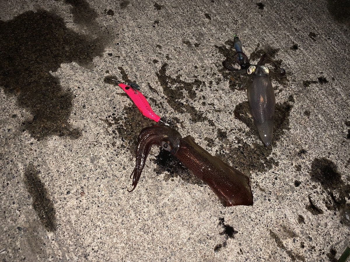 f:id:konosirus:20201122125852j:plain