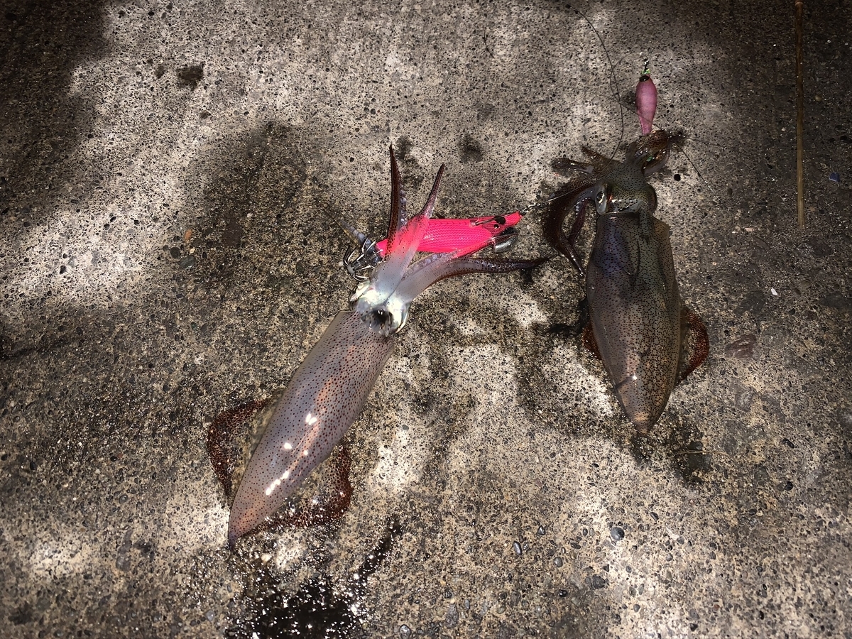 f:id:konosirus:20201122125933j:plain