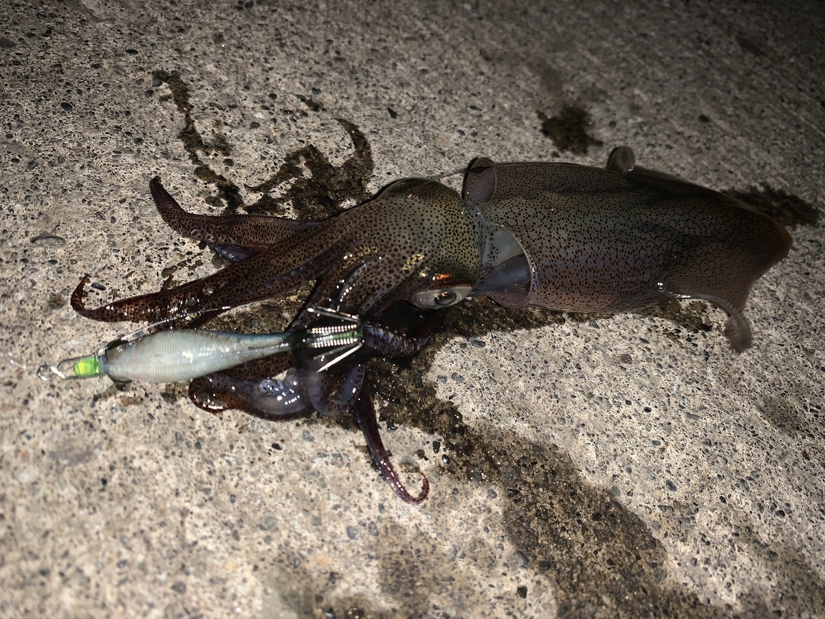 f:id:konosirus:20201122131240j:plain