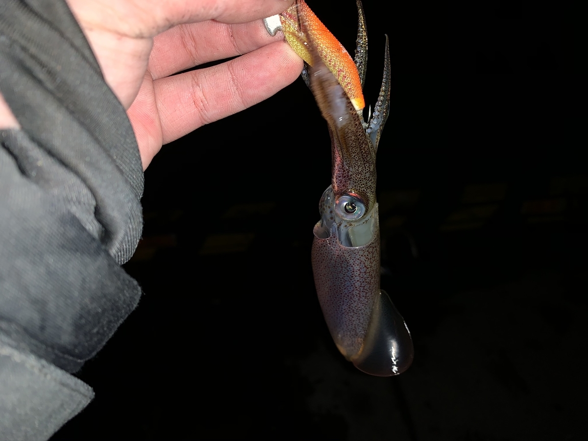 f:id:konosirus:20201122134255j:plain