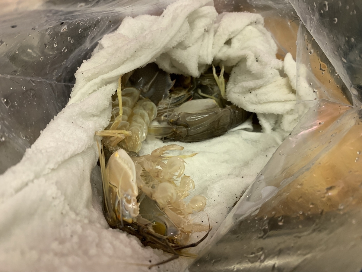 f:id:konosirus:20210822161315j:plain