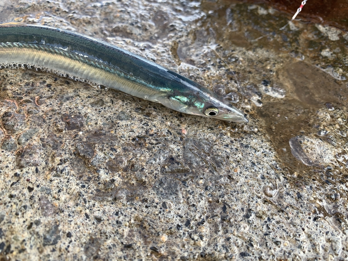 f:id:konosirus:20220125221744j:plain