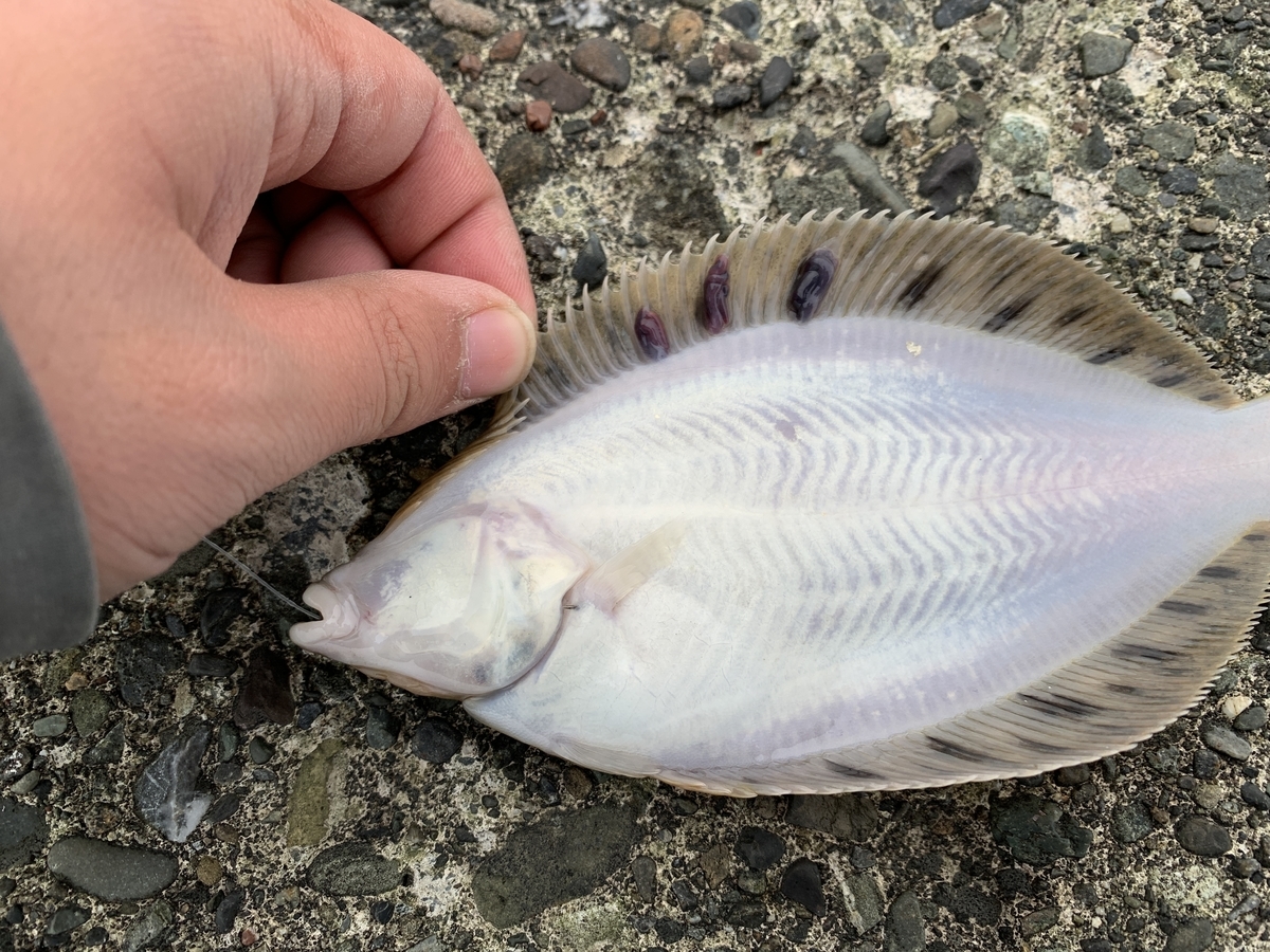 f:id:konosirus:20220313165343j:plain