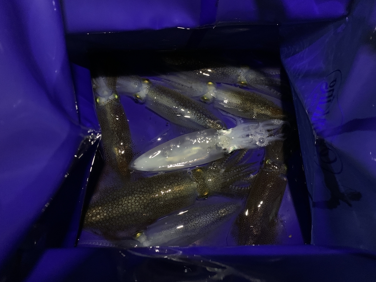 f:id:konosirus:20220324170333j:plain