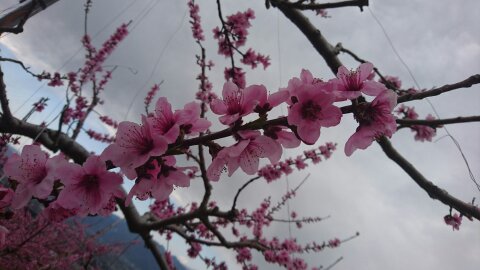 f:id:konosuke_ibuka:20200415221718j:plain