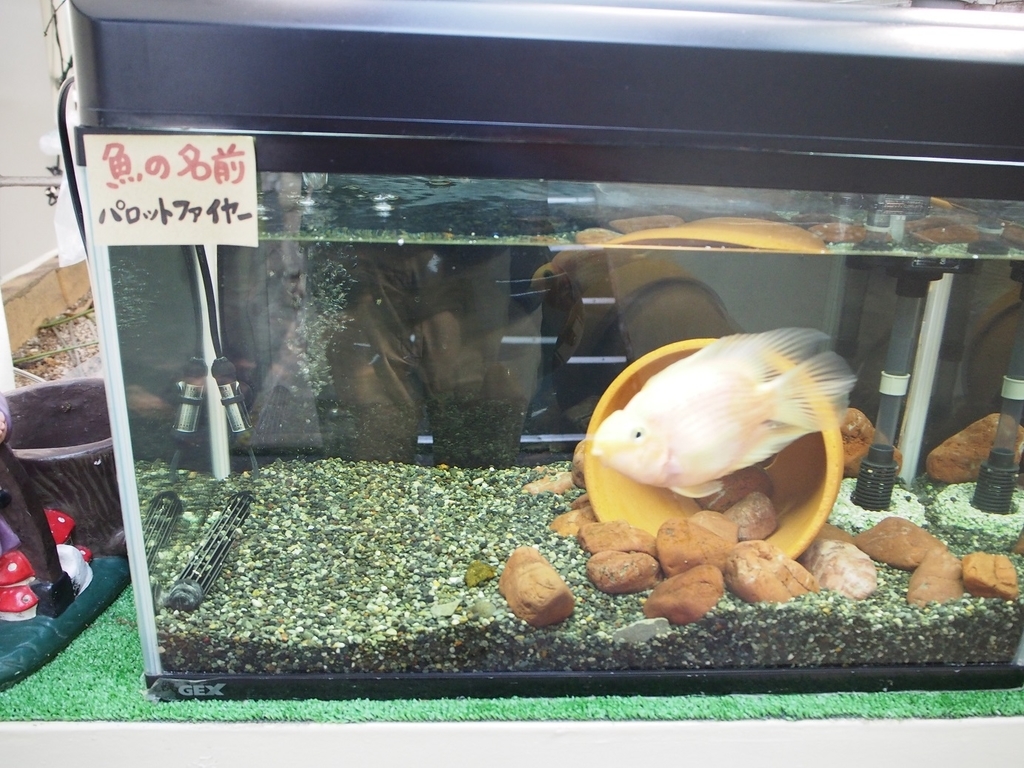 f:id:konsoyage:20181004020827j:plain f:id:konsoyage:20181004020827j:plain