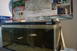 f:id:konsoyage:20190303124259j:plain