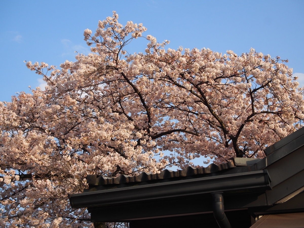 f:id:konsoyage:20190602183858j:plain