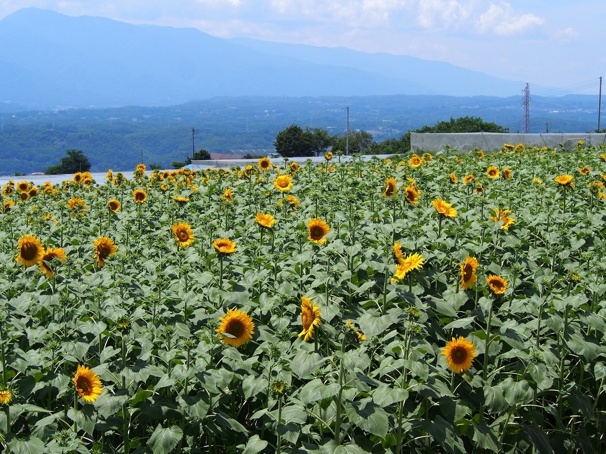 f:id:konsoyage:20190613003153j:plain