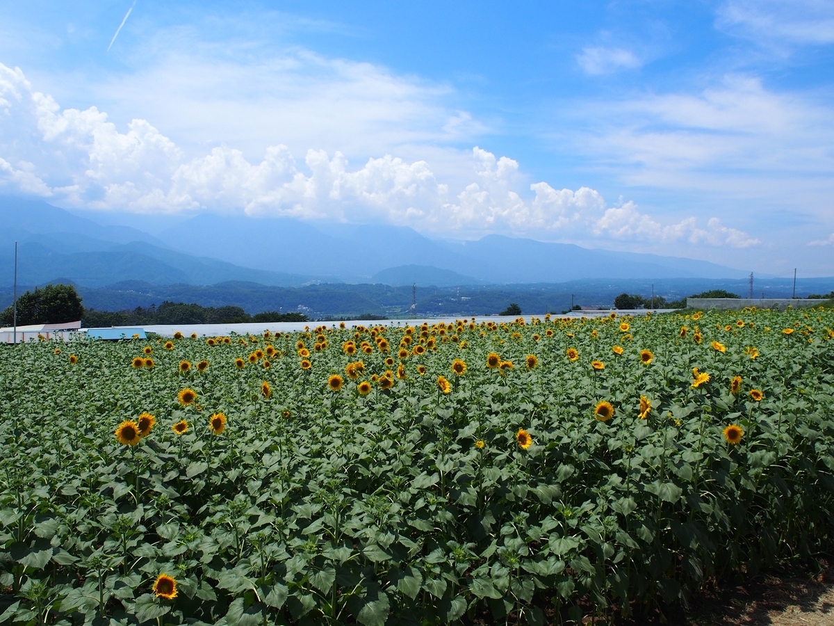 f:id:konsoyage:20190613003351j:plain