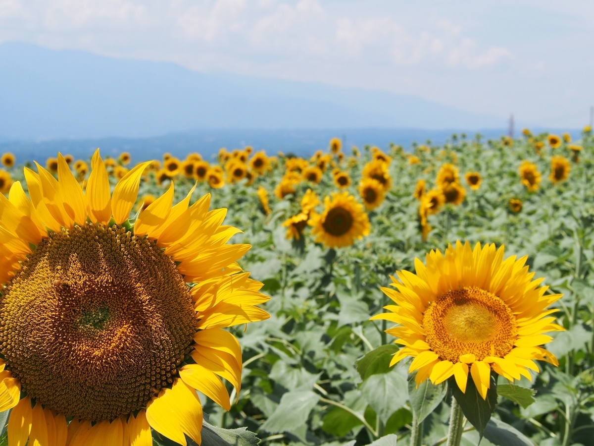 f:id:konsoyage:20190613004640j:plain