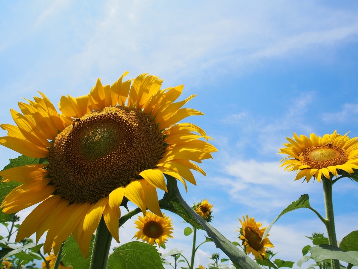 f:id:konsoyage:20190613004648j:plain
