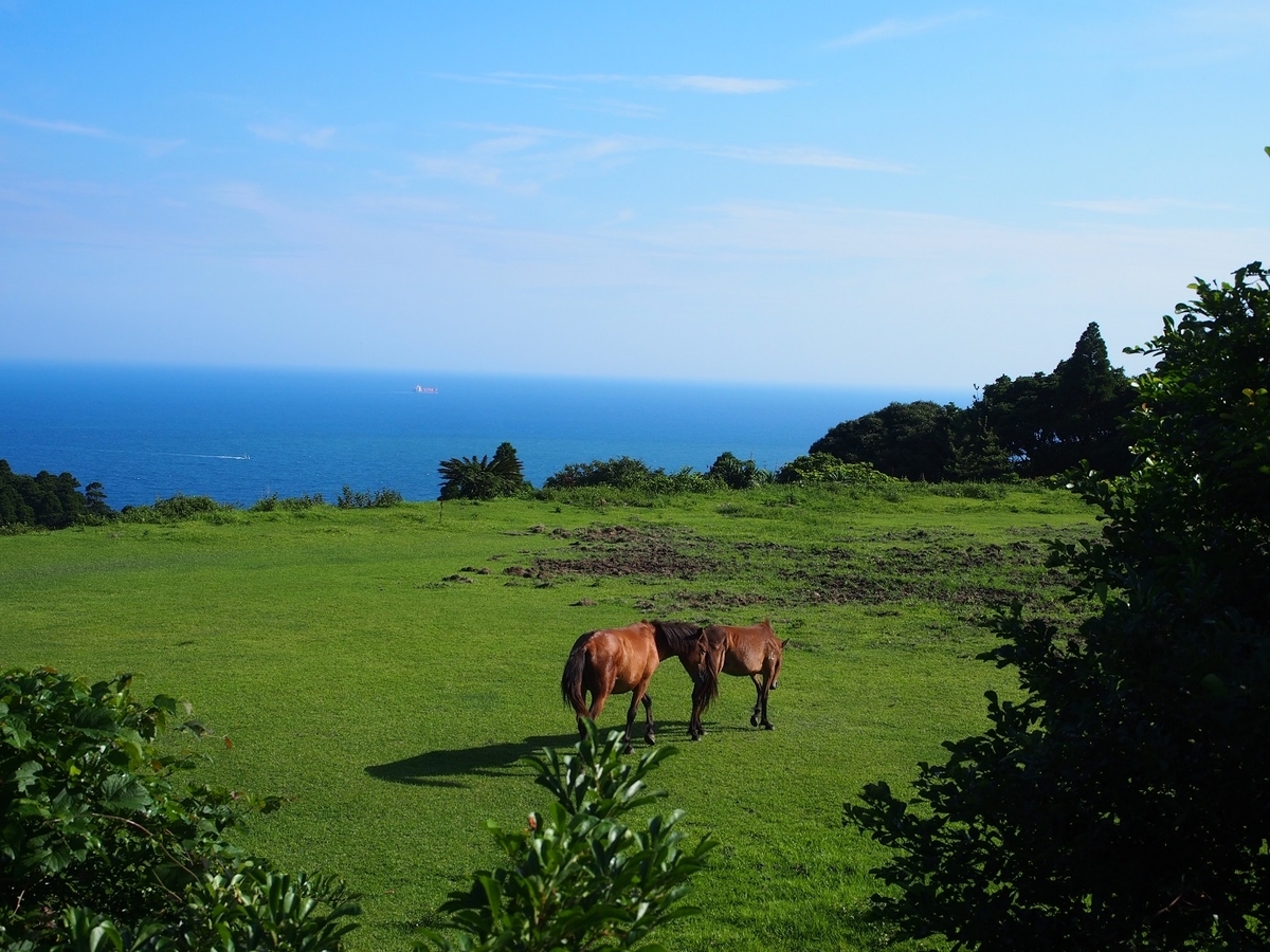 都井 岬 馬 いない