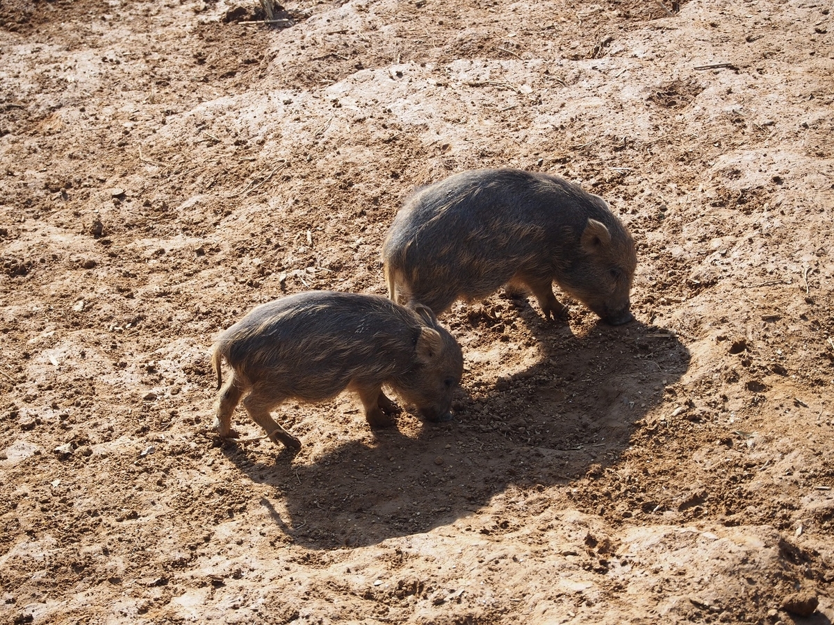 イノシシ愛にあふれた和風動物園 東筑波ユートピア そこにしかない個性 それはオブザイヤー