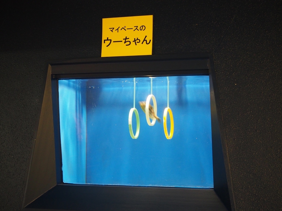 f:id:konsoyage:20200323013303j:plain