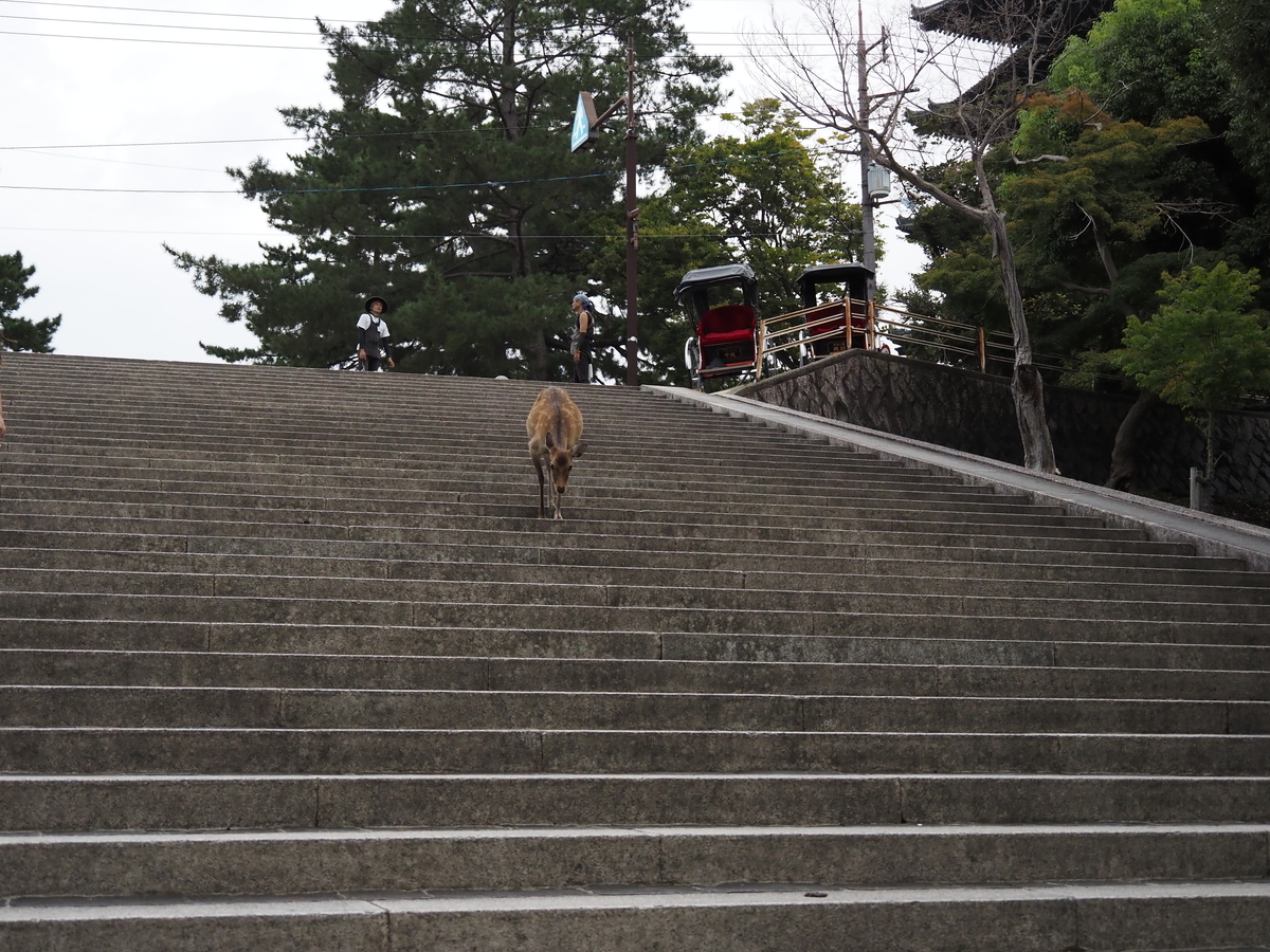 f:id:konsoyage:20211204192151j:plain