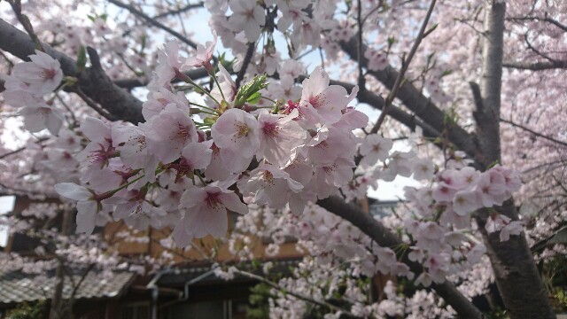 f:id:kontonsan:20170416090602j:plain f:id:kontonsan:20170416090602j:plain