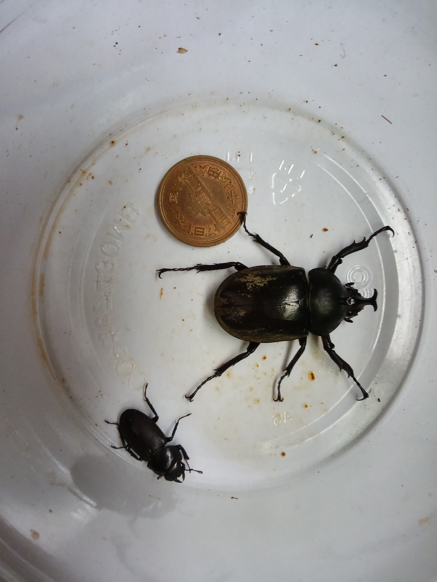 f:id:kontyuroujin:20190726091151j:plain