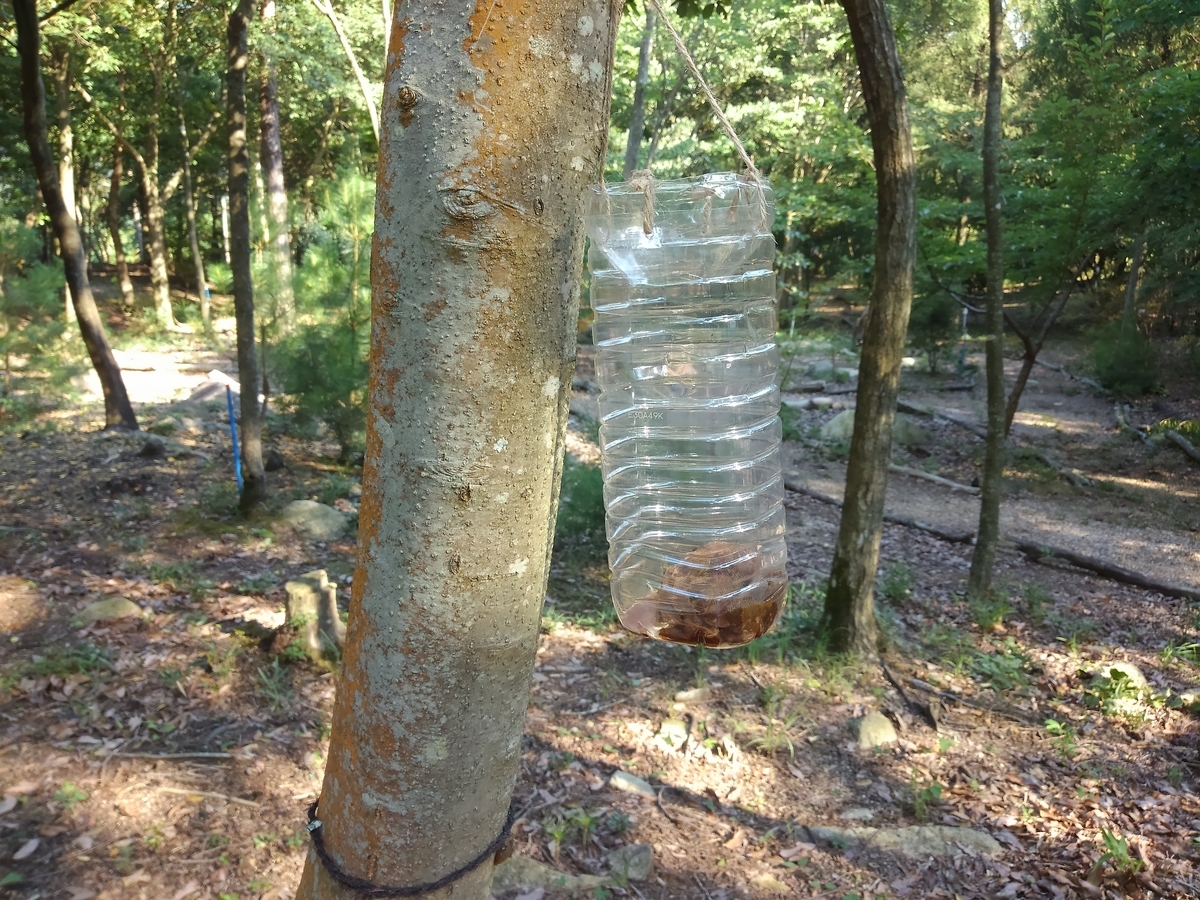 f:id:kontyuroujin:20190726091308j:plain