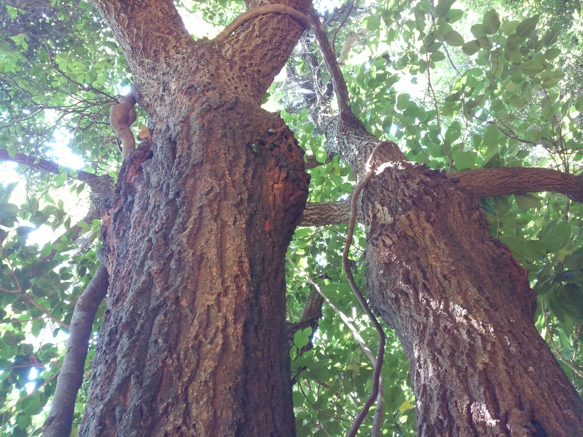 f:id:kontyuroujin:20190727102719j:plain