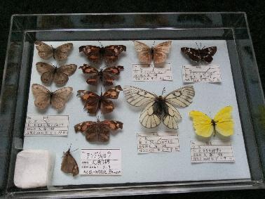 昆虫標本箱の製作と蝶標本整理 - 雲中一雁