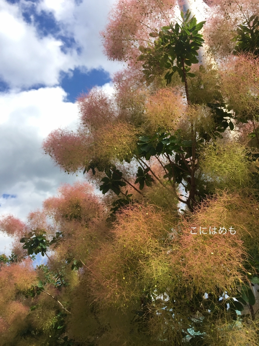 ハンガリーの植物。