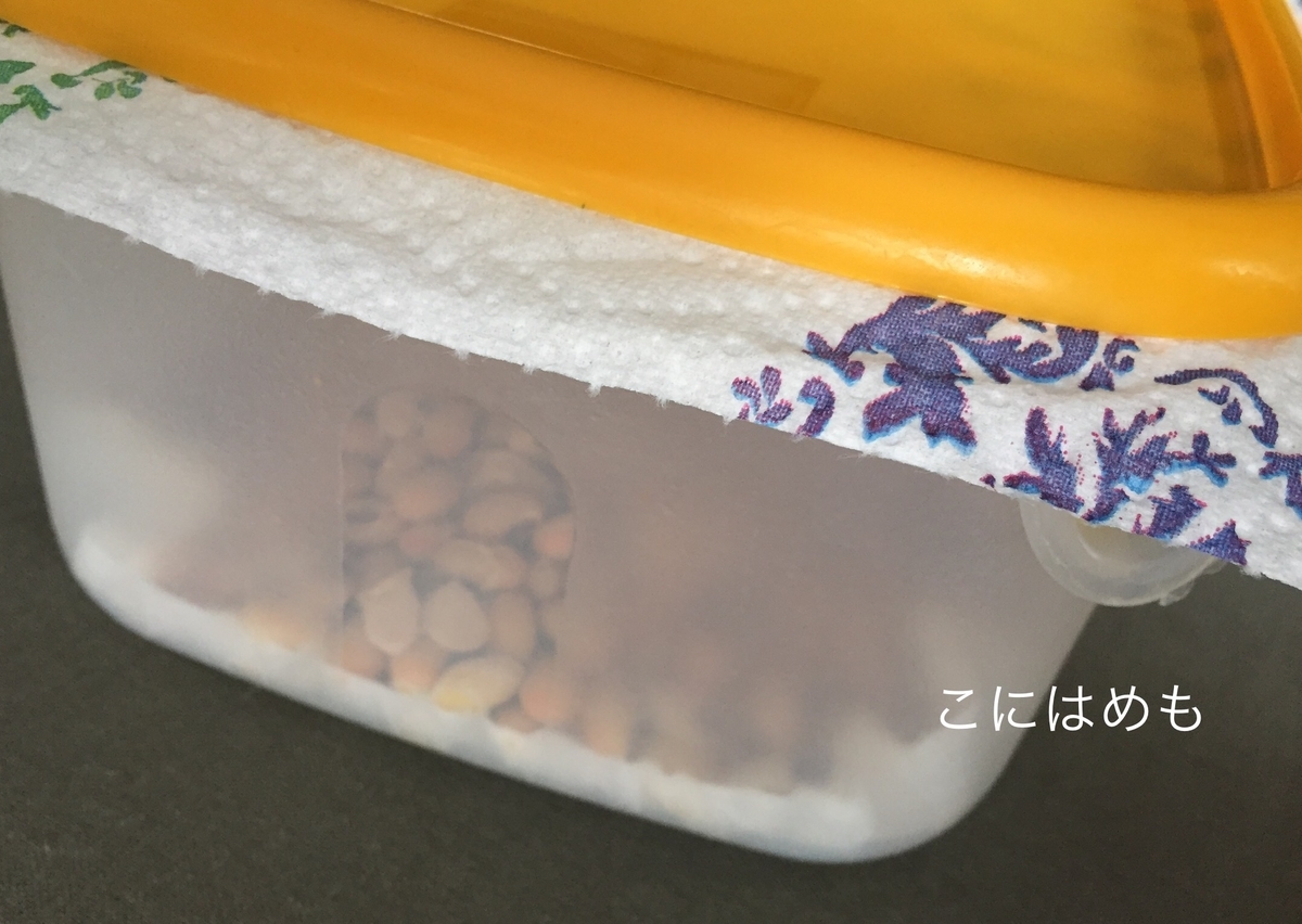 熟成させるために保存容器にキッチンペーパーをのせ、ふたをのせる。