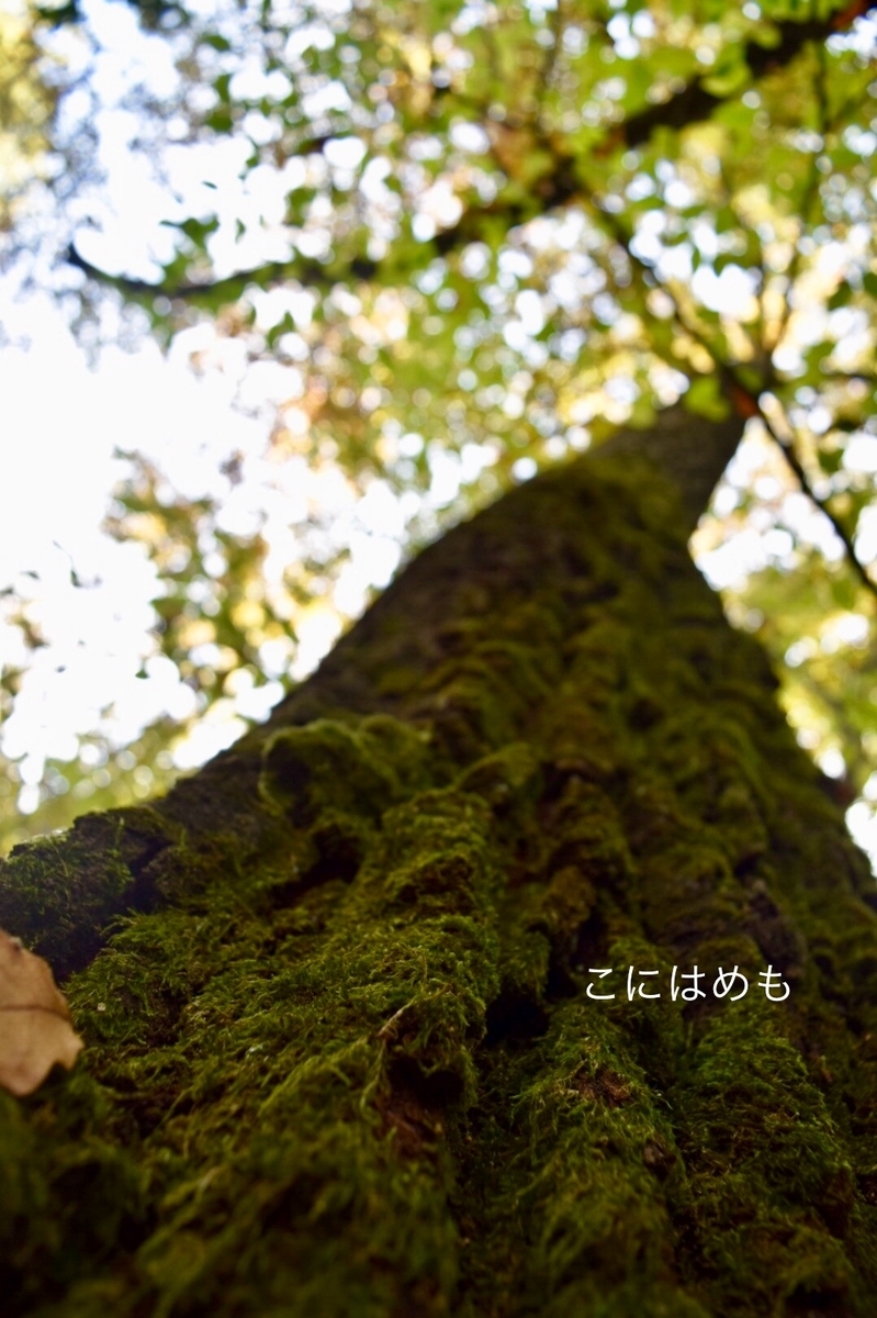 苔の生えた木。