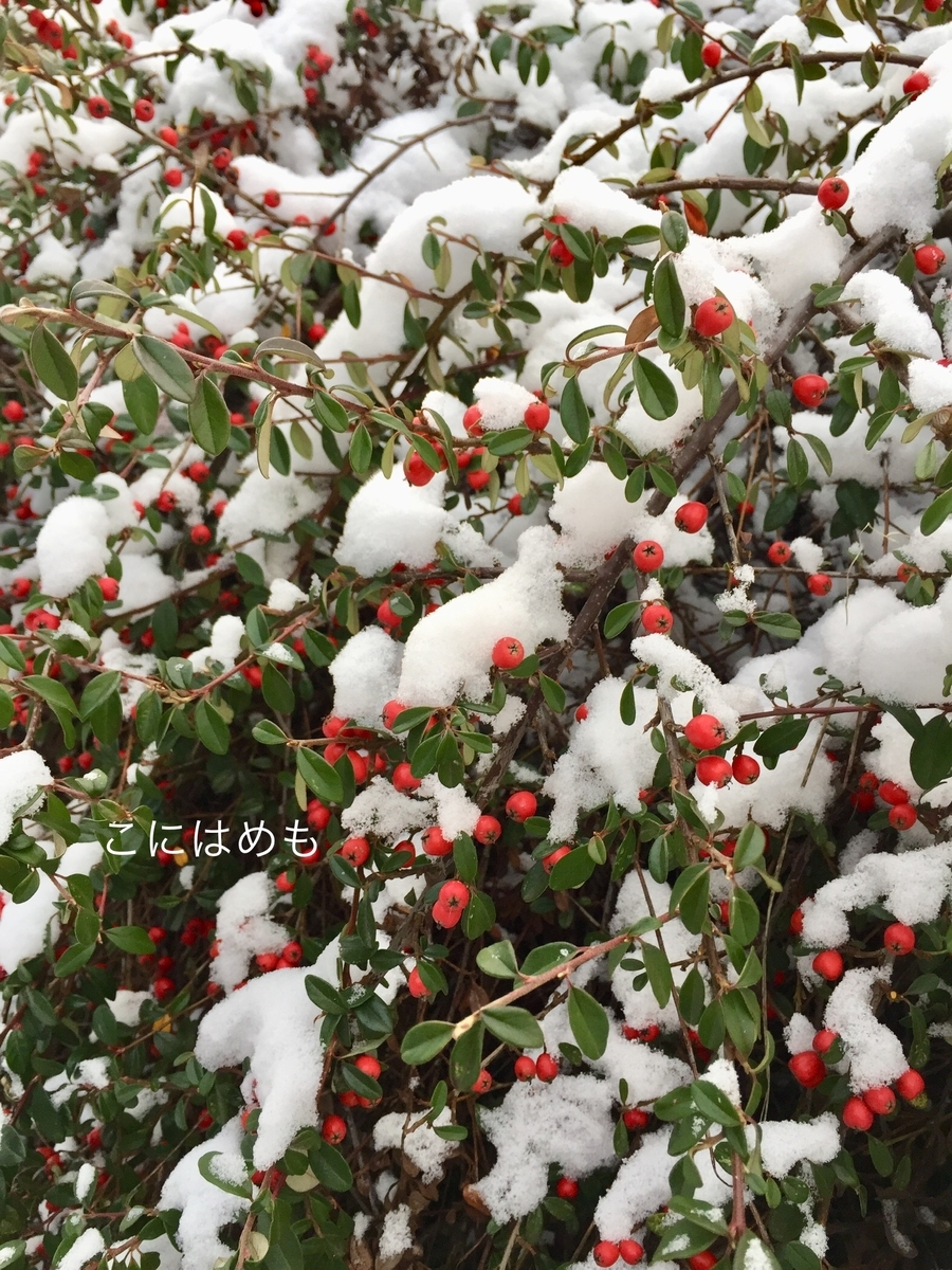 久しぶりの雪。