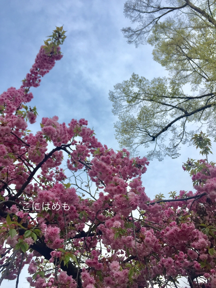 雨模様のブダペストと桜。