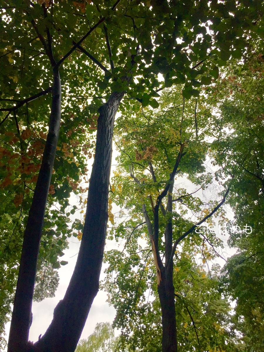 雨のブダペスト。