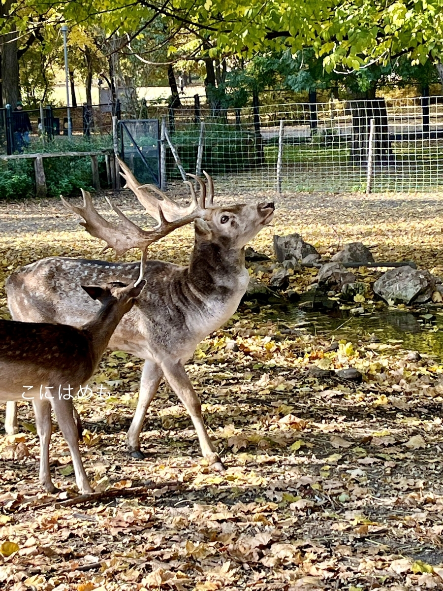 ミニ動物園のトナカイ。