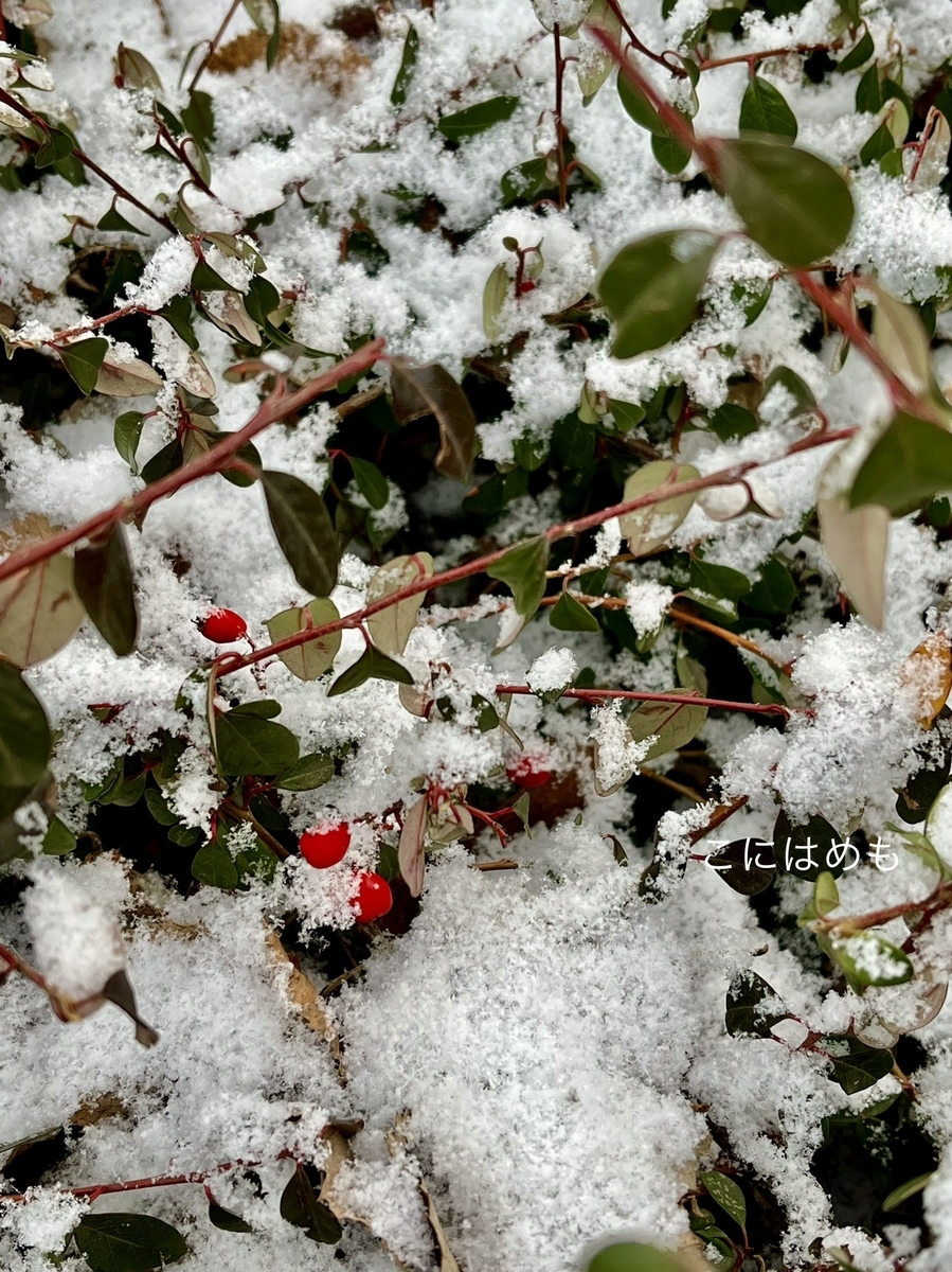 雪が降ったブダペスト。