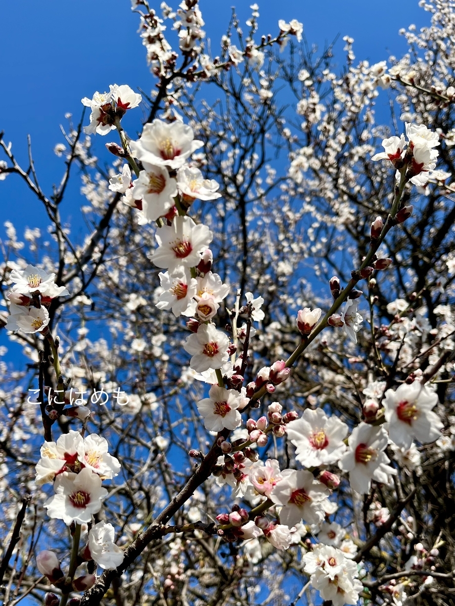 青空とアーモンドのお花。