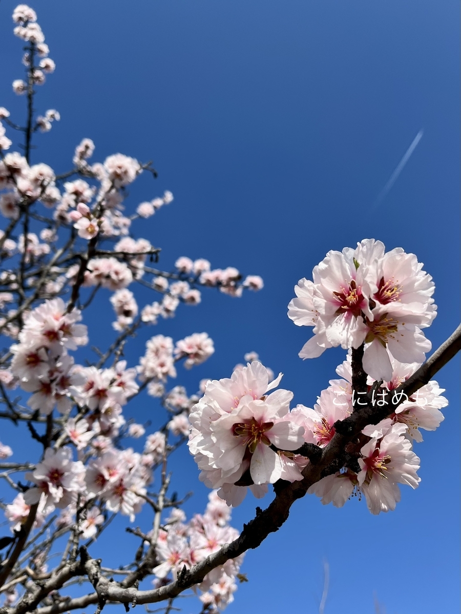 青い空とアーモンドのお花。