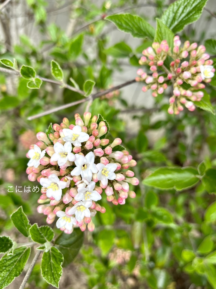 いい香りのお花と蕾「ニオイガマズミ(Viburnum farreri )」