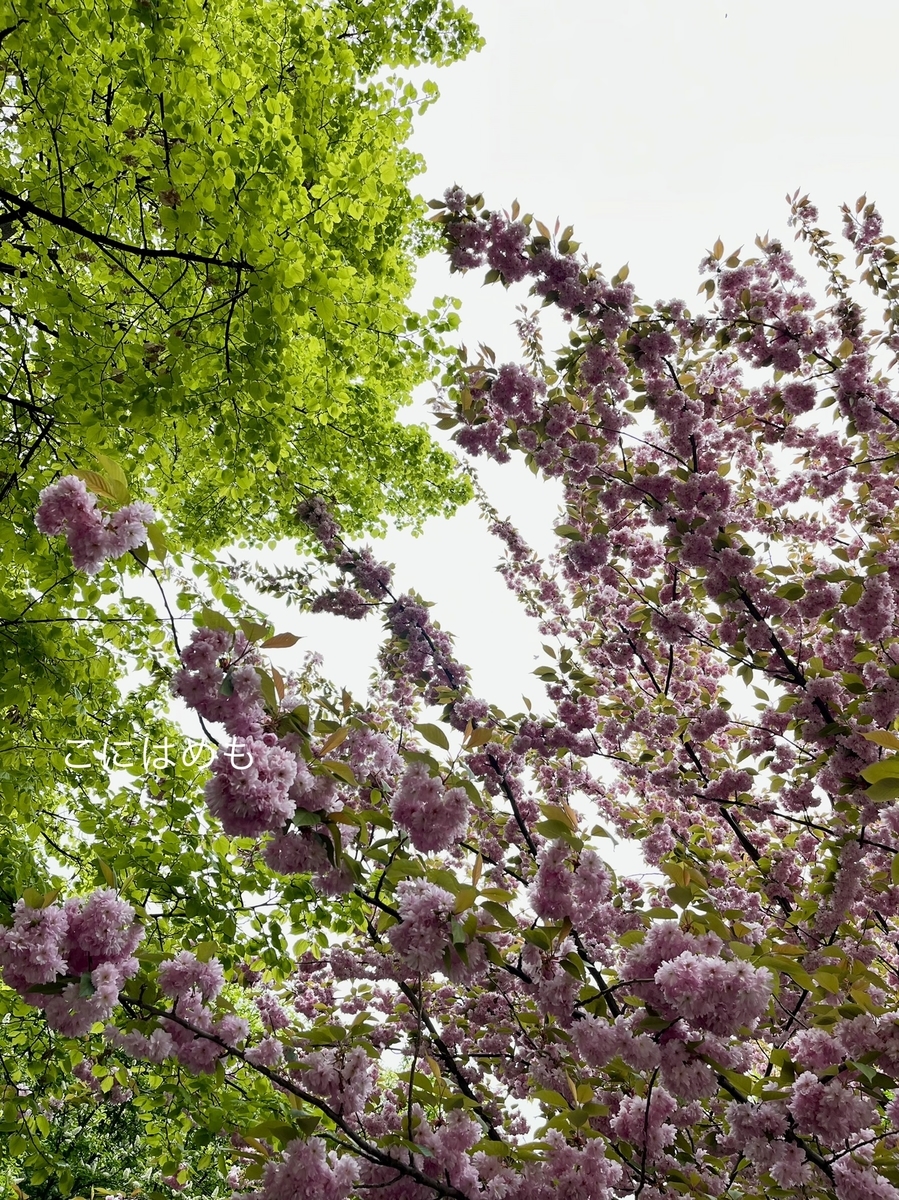 新緑と満開の桜。