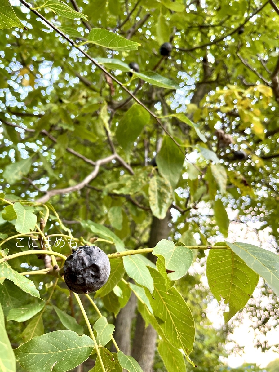 緑や黒の実の正体は「くるみ」