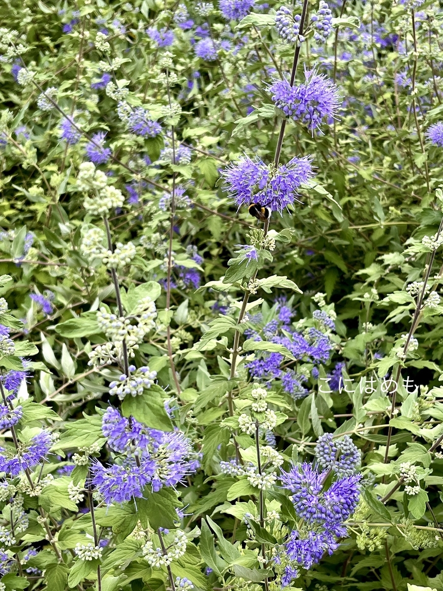 ブダペストに咲いていた「ダンギク」のお花。