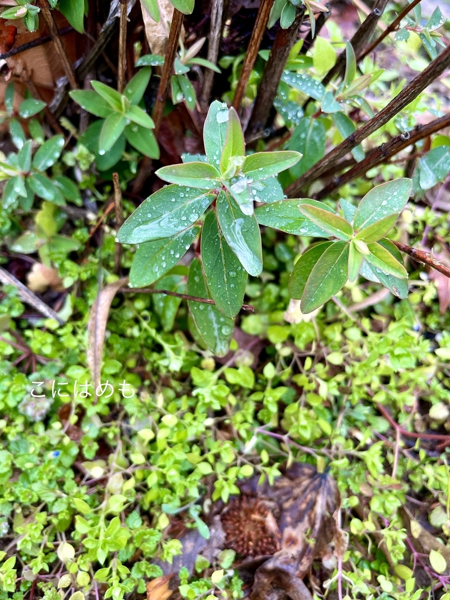 植物が生き生きとする雨のブダペスト。