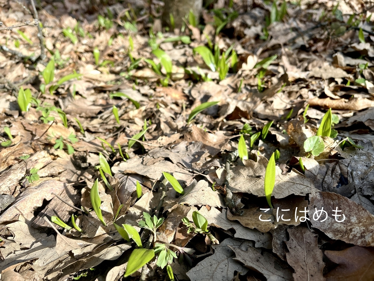 行者にんにく(ラムソン)の新芽。