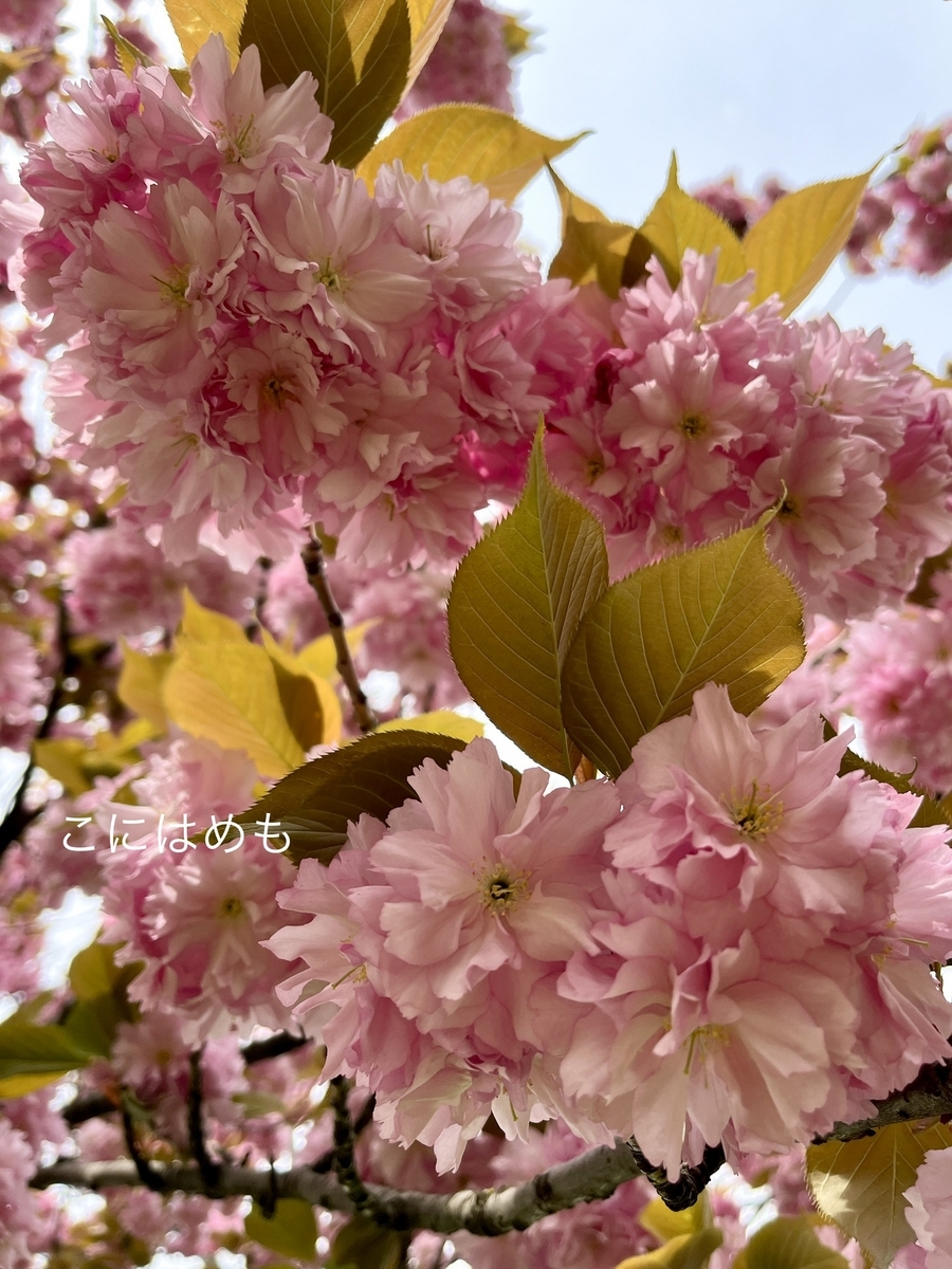 ブダペストの八重桜。