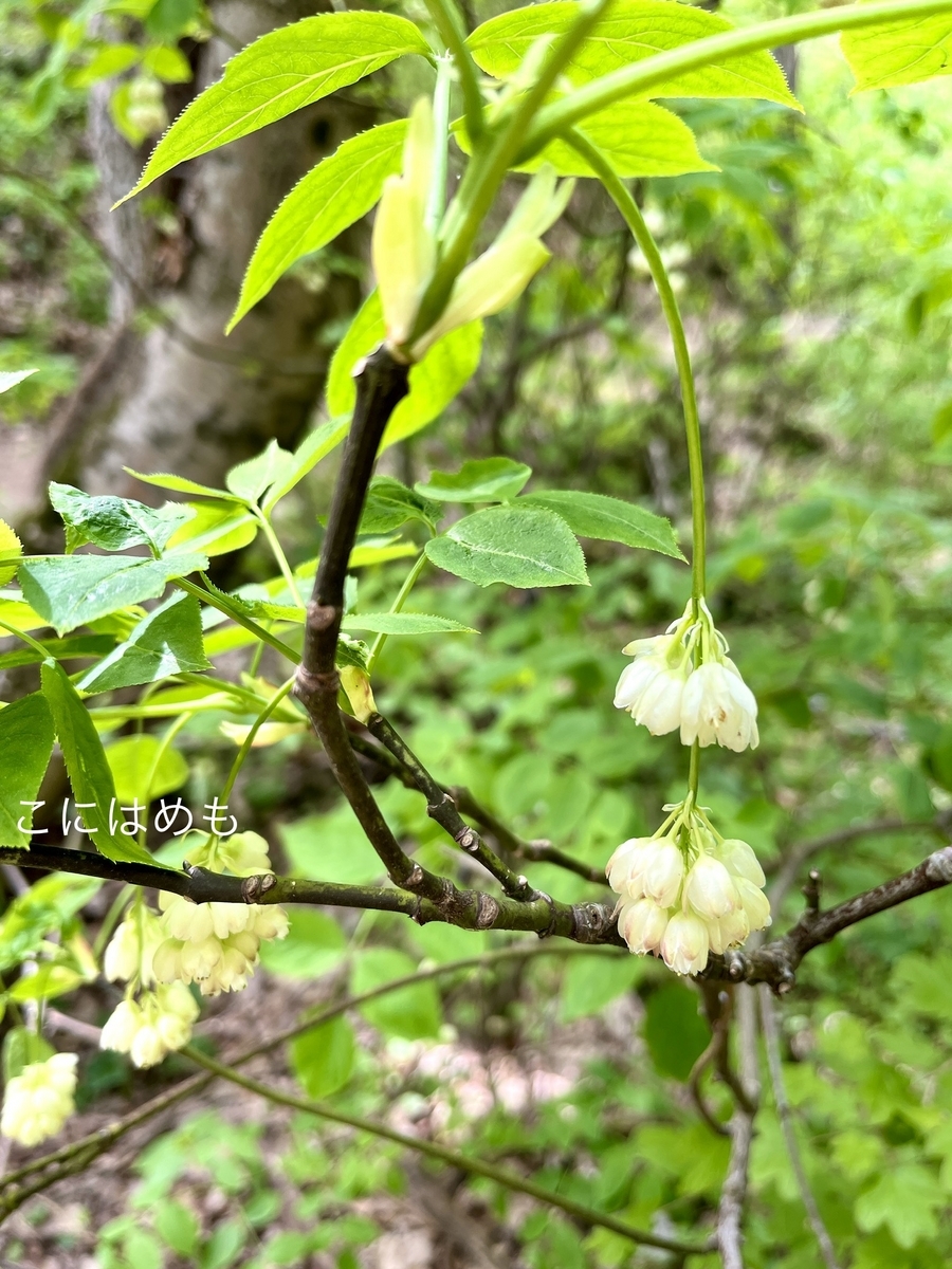 ハンガリーの山の中の「フウリンツツジ」