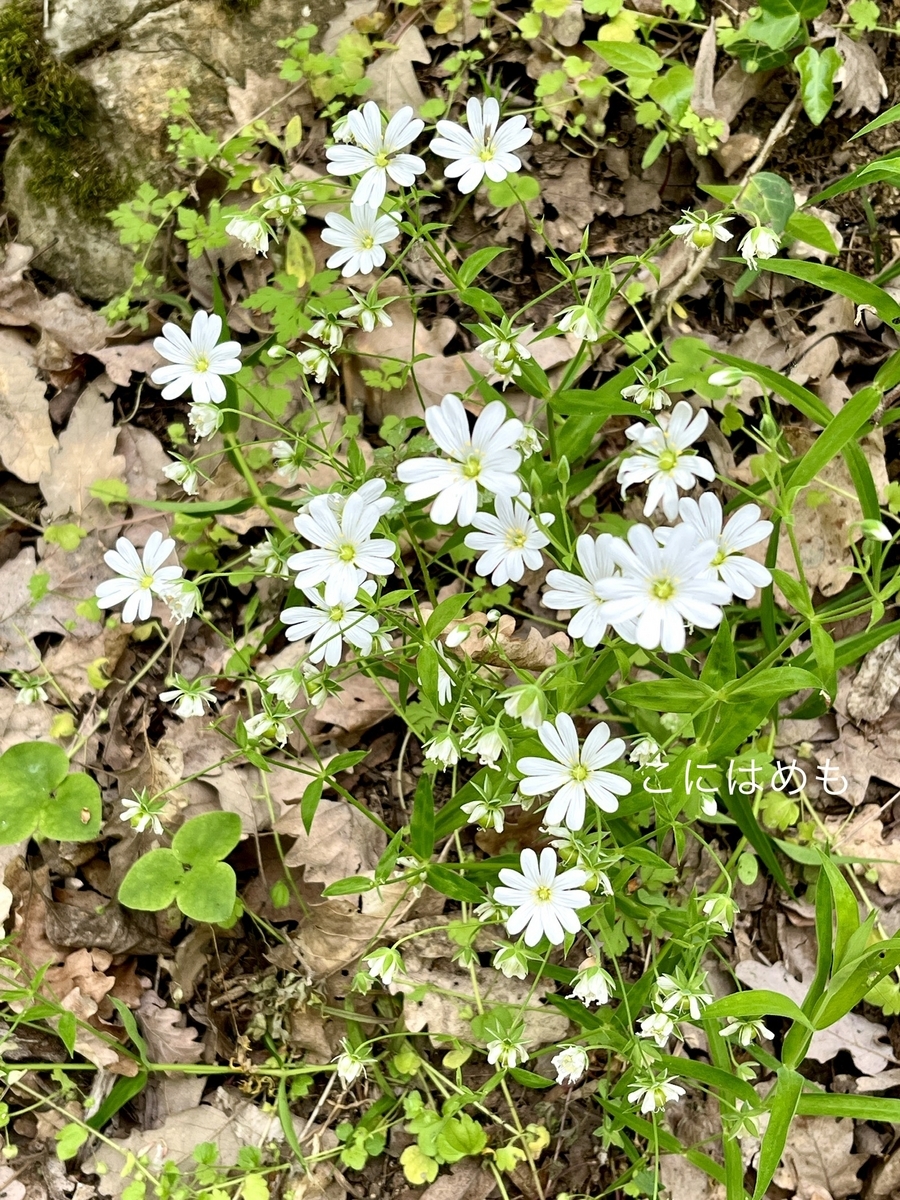 ハート型の花びらが特徴的な白いお花「Raberela:ラベレラ」