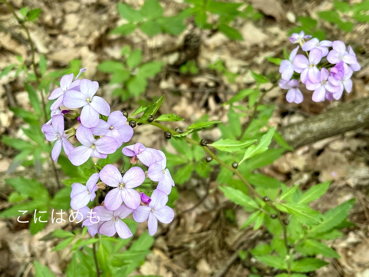 花大根:ハナダイコン