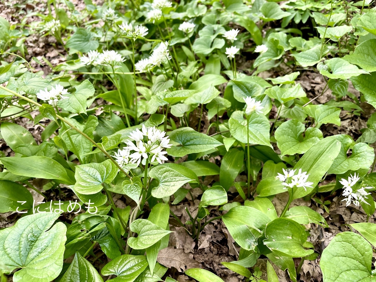 5月に見つけた行者にんにく(ラムソン)とお花。